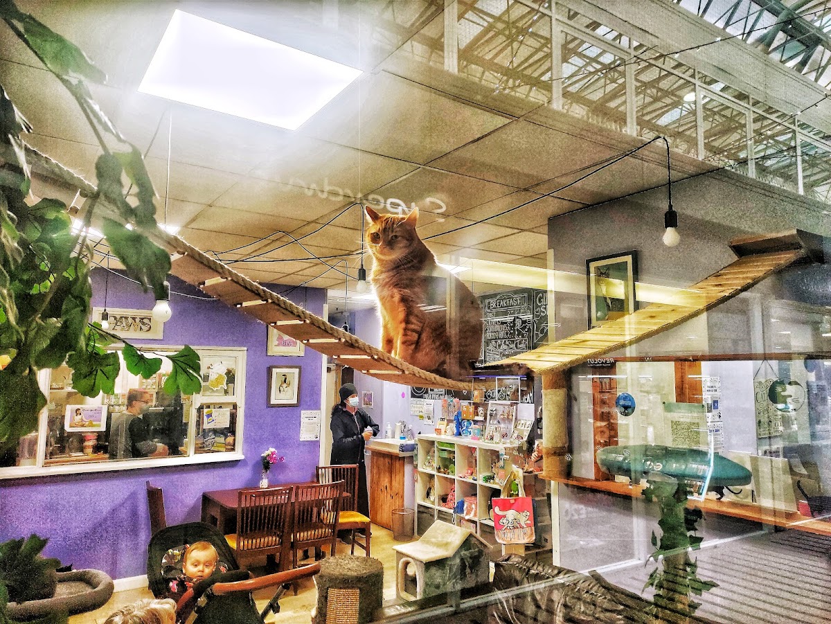 Paws Cat Cafe
